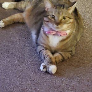 Meet your Posher, Lori